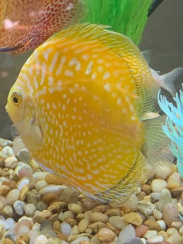 Yellow Pigeon Blood Discus photo review