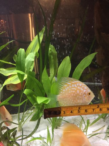 Yellow Pigeon Blood Discus photo review