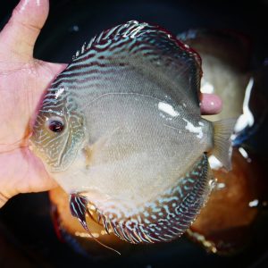 Slate Gray Discus Fish