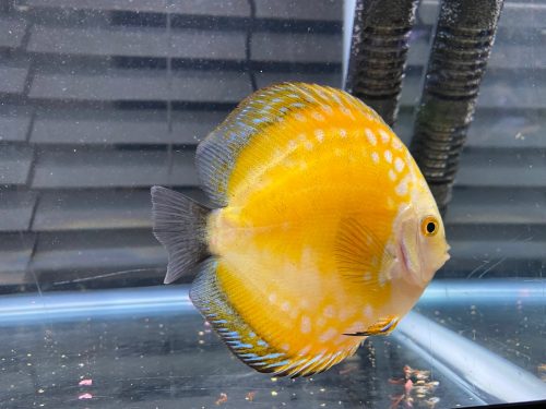 Golden Pearl Pigeon Snakeskin Discus photo review