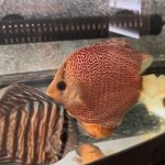 Super Eruption Discus, Blue Base photo review