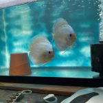 Blue Diamond Discus, Proven Breeding Pair photo review