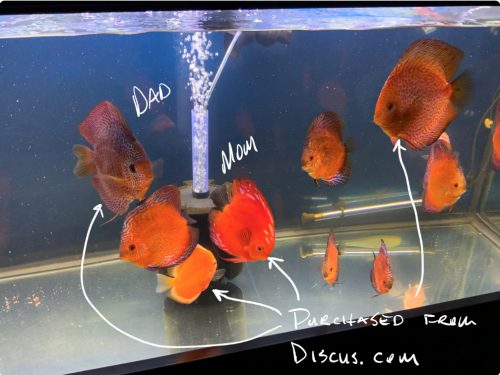 Marlboro Red Panda Discus photo review