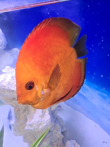 Marlboro Red Panda Discus photo review