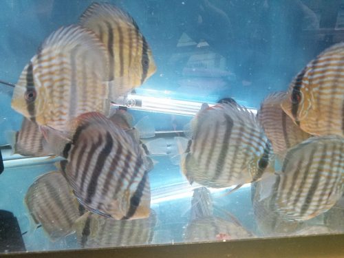 Wild Brazilian Blue Heckel Discus photo review