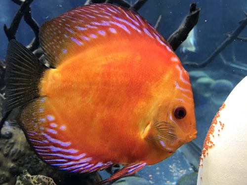 Marlboro Red Panda Discus photo review