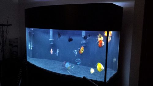 Neon Sapphire Discus photo review