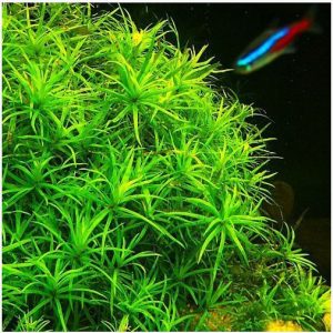 Aquarium Plants