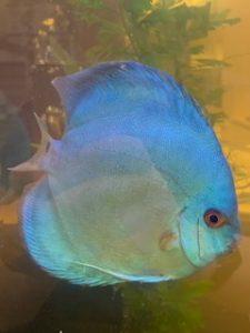 Blue Diamond Discus, Proven Breeding Pair photo review