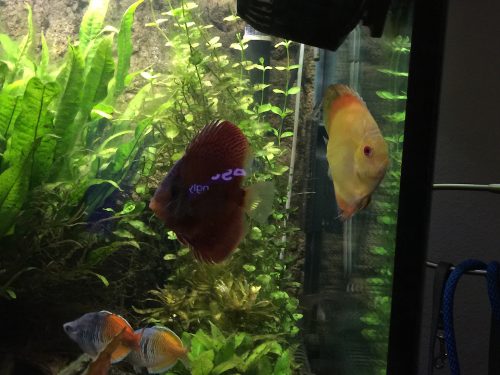 Golden Diamond Discus photo review