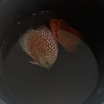 Marlboro Red Panda Discus photo review