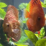 Marlboro Red Panda Discus photo review