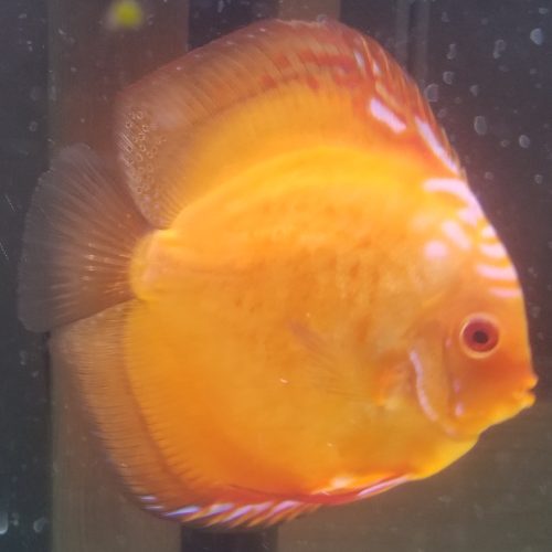 Marlboro Red Panda Discus photo review