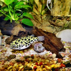 Pea Puffers