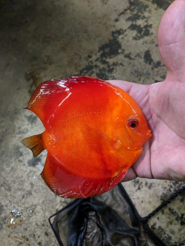 Mandarin Passion Discus photo review