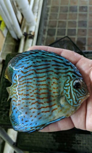 Penang Blue Knight Discus photo review