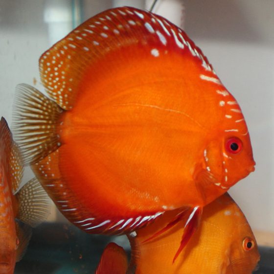 Marlboro Red Panda Discus | Discus.com