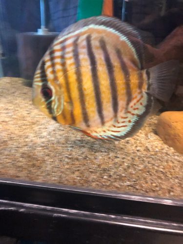 Classic Wild Tefe Green Discus photo review