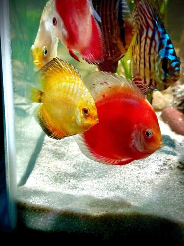 Red Calico Discus photo review