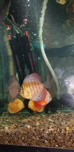 Penang Eruption Discus, Blue Base photo review