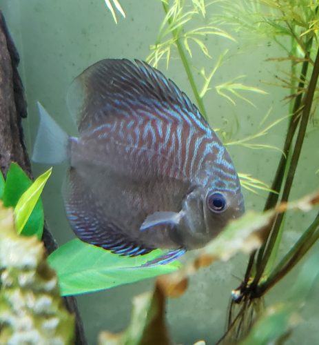 High Bodied Blue Tiger Turquoise Discus photo review