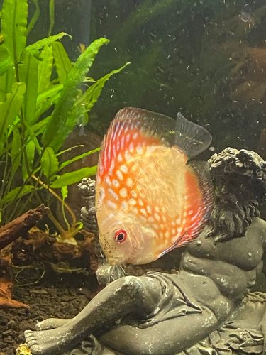 High Bodied Checkerboard Pigeon Discus photo review