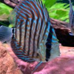 High Bodied Blue Tiger Turquoise Discus photo review