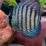 High Bodied Blue Tiger Turquoise Discus photo review