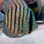 High Bodied Blue Tiger Turquoise Discus photo review