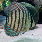 High Bodied Blue Tiger Turquoise Discus photo review