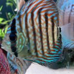 High Bodied Blue Tiger Turquoise Discus photo review