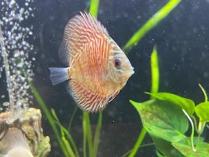 High Bodied Blue Tiger Turquoise Discus photo review