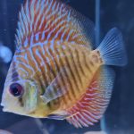 Blue Tiger Snakeskin Discus photo review