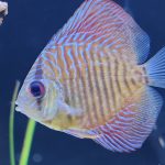 Blue Tiger Snakeskin Discus photo review