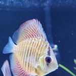 Blue Tiger Snakeskin Discus photo review