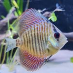 Blue Tiger Snakeskin Discus photo review