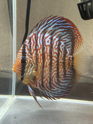 High Bodied Blue Tiger Turquoise Discus photo review