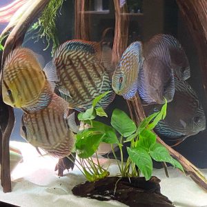 Wild Discus Fish