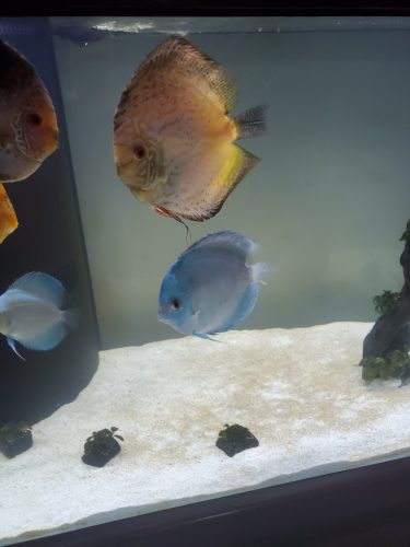 Neon Sapphire Discus photo review