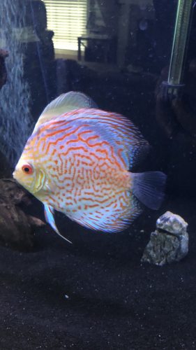 Golden Pigeon Leopard Discus, White Base photo review