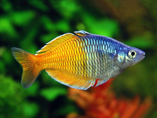 Bosmani Rainbow Fish | Discus.com