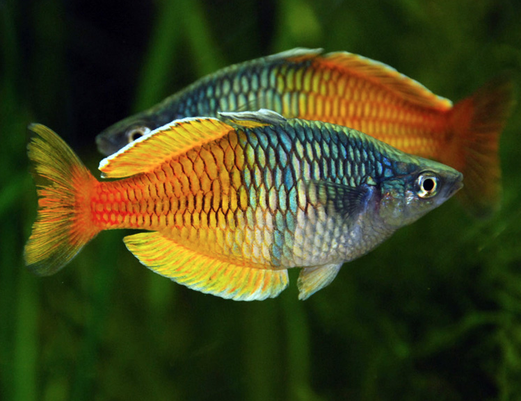 Bosmani Rainbow Fish | Discus.com