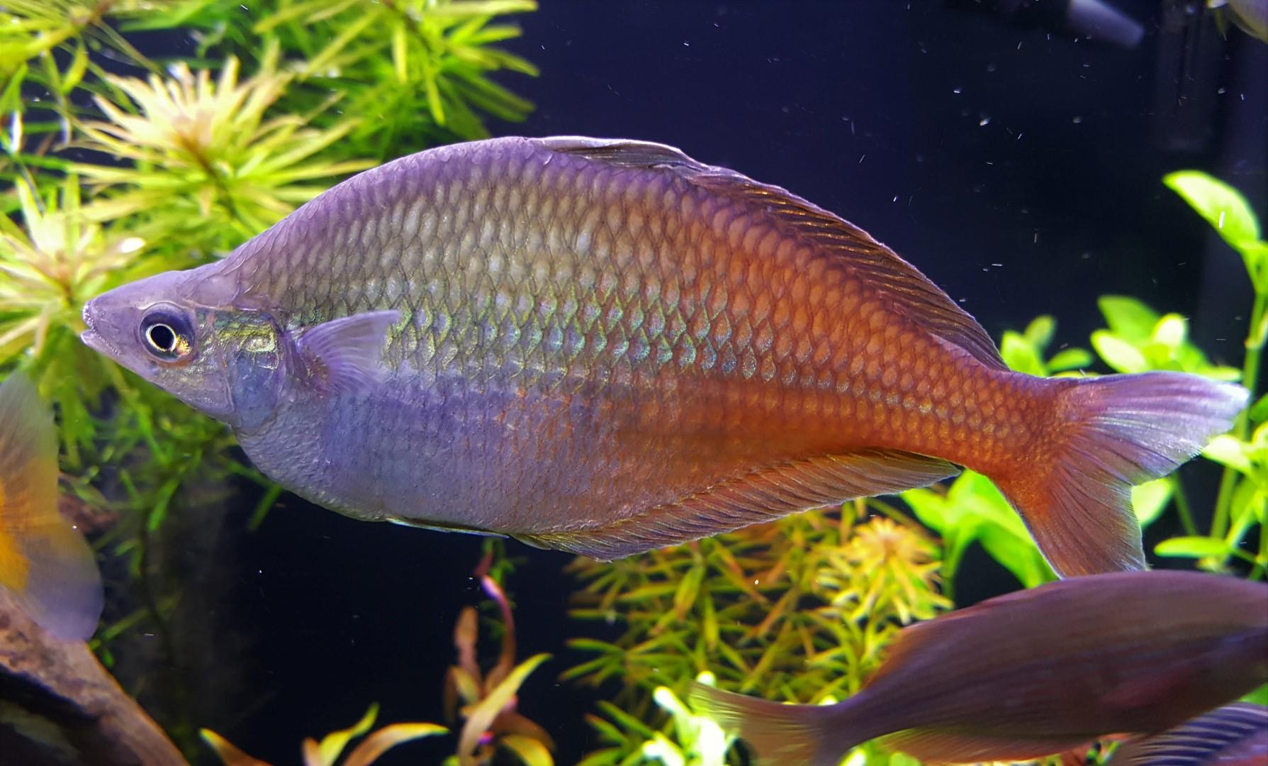 Bleheri Rainbow Fish | Discus.com