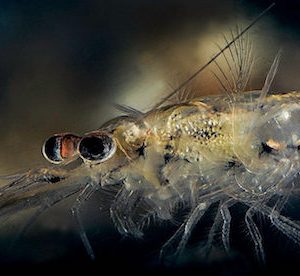 Mysis Shrimp