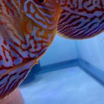 German Red Turquoise Discus, Proven Breeding Pair photo review