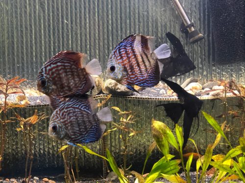 German Red Turquoise Discus, Blue Base photo review