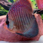 Red Super Eruption Discus, High Body photo review