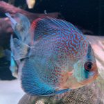 Red Super Eruption Discus, High Body photo review