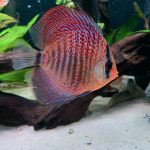 Red Super Eruption Discus, High Body photo review