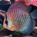 Red Super Eruption Discus, High Body photo review